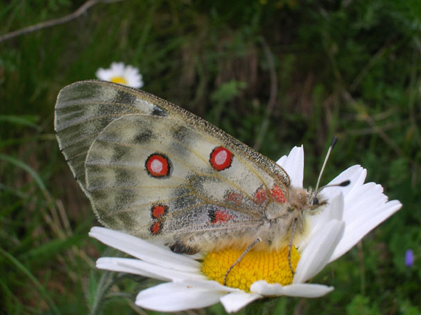 Parnassius apollo